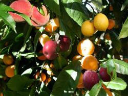 asgardreid:  dominirican-mami:  coolthingoftheday:  Fruit salad trees, developed by an Australian family in the early 1990s, are capable of bearing many different types of fruit on them at the same time - including apples, oranges, mandarins, lemons,
