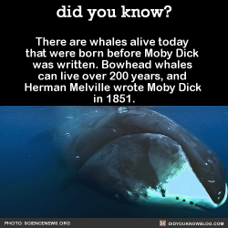 did-you-kno:  There are whales alive today