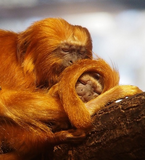 this-is-wild:Golden Lion Tamarin(Bo Jonsson)