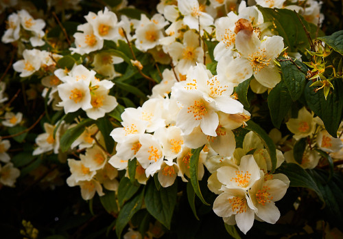 florealegiardini:Philadelphus flowers ~ Nigel