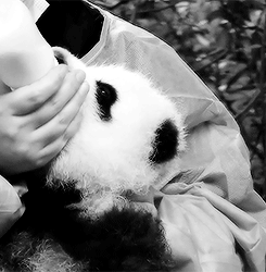 relatable-images:  feeling sad? look at this baby animal blog!