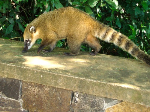 Coati, Parque Nacional Iguazú, Misiones, Argentina, 2007.I rarely photograph wildlife, but these cre