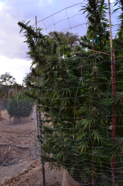 incredible-kush:  Chunking up real nice! Strain: Berry White (Blueberry X White Widow)