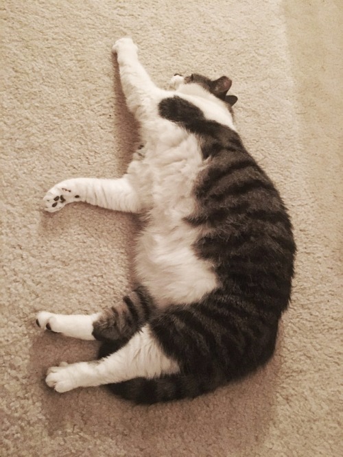 naturelvr69: *Not my cat Stretch out and relax, it is lazy Caturday! Sincerely, Leo! @mostlycatsmost