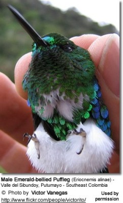 motherofbirds:There’s a bird out there literally called a Puffleg. And it is blowing my mind with it’s cuteness. LOOOK AT THOSE FLUFFY PANTS.