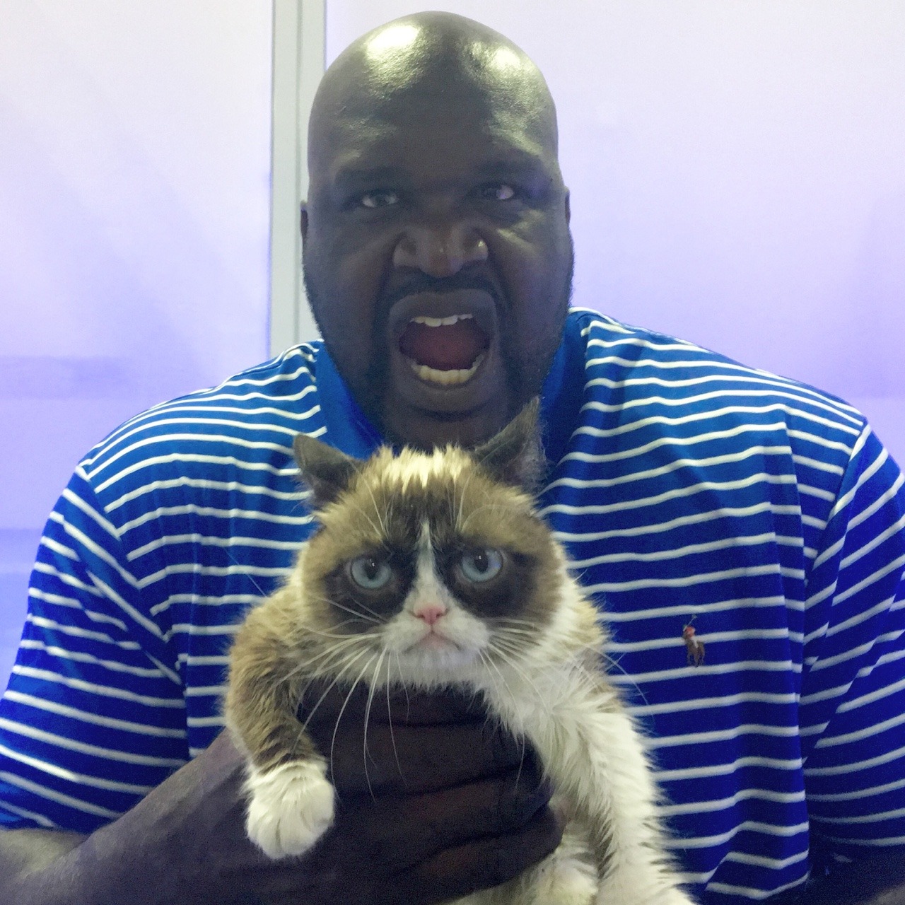 The Official Grumpy Cat's Tumblr