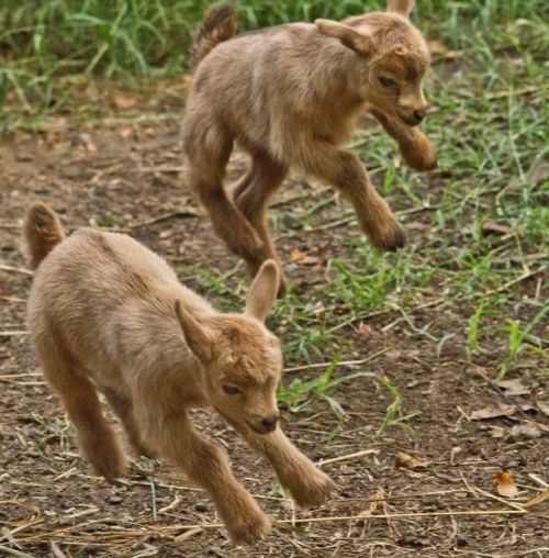 XXX letshearitforthegoats:  Jumping ginger goats! photo