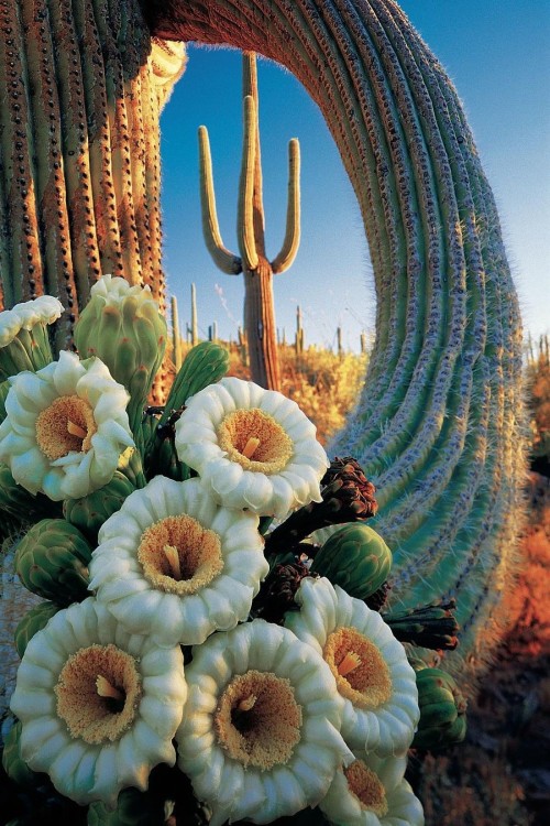 j-k-i-ng:  “Saguaro’s blossom” by |