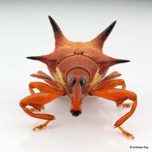 onenicebugperday:Spiny weevil, Prionomerus sp.?, CurculionidaePhotographed in Ecuador by Andreas Kay