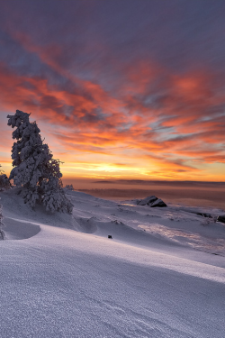 sundxwn:  Violet Hermit by Pavel Bergr 