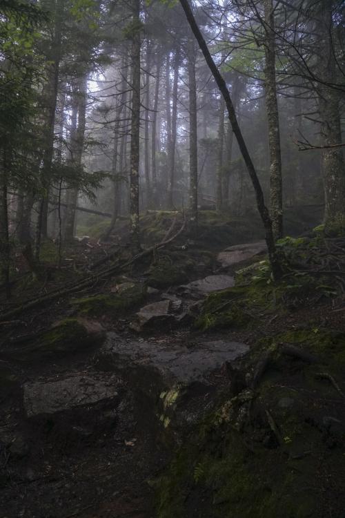 oneshotolive:  Vermont Forest [OC] [4000x6000] 📷: GeeBohGee 