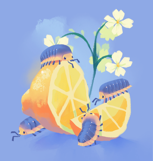 bedupolker:I just wanted to repost some isopods
