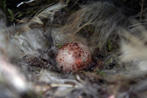 egg in the nest