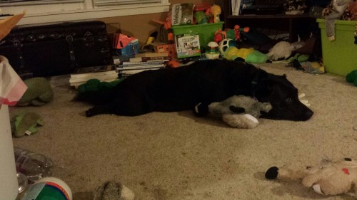corgimuttmom:  Sploot - pouting with his new goose.