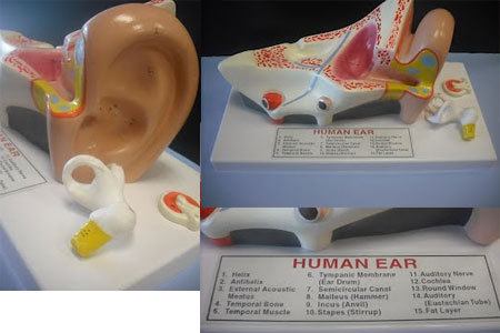 sciencematerial:  http://sciencematerial.com/navigation/detail.asp?MySessionID=115-1068304550&id=EARMOD# 5 X the actual human ear, this model of the human ear comes on a stand.  It is made from indestructible polymer, comes hand painted with numbered