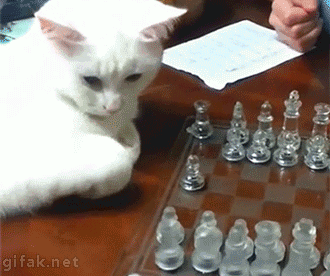 dingojesus:gifak-net:Cat playing Chessyou cant do that with a pawn you stupid fuckThey’re trying the