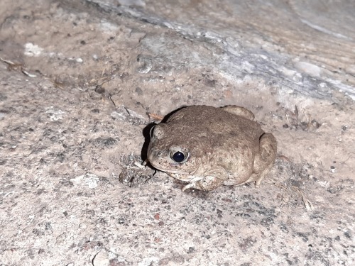 This dusty little individual is a Mexican spadefoot toad [Spea multiplicata], a species found throug