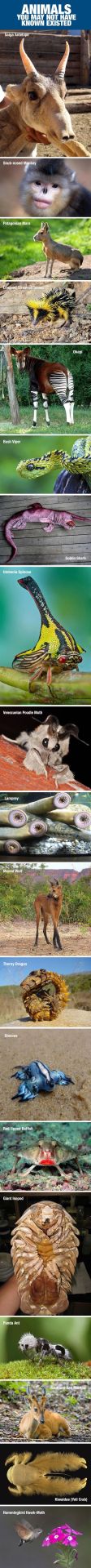 love-this-pic-dot-com:  Animals You May Not Have Known Existed 