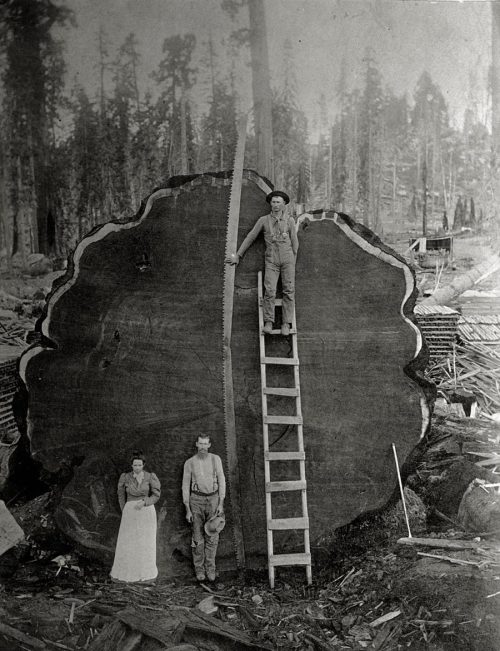 Loggers and the giant Mark Twain redwood cut down in California, 1892. This photo and others from th