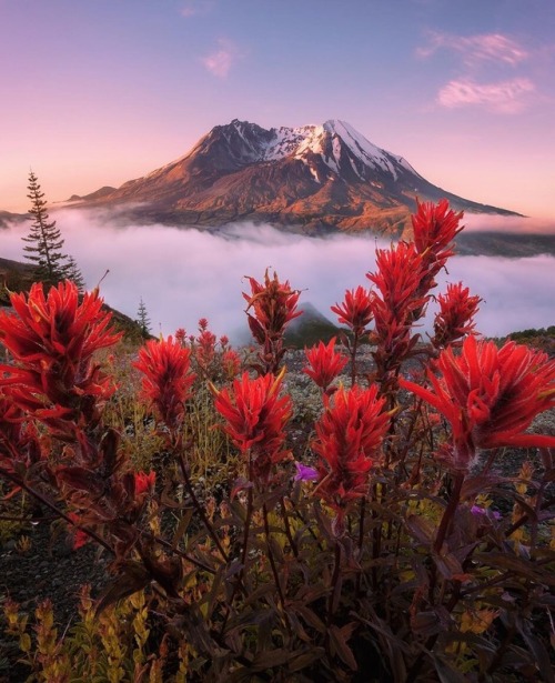 artofvizuals: steveschwindt x Mount St. Helens