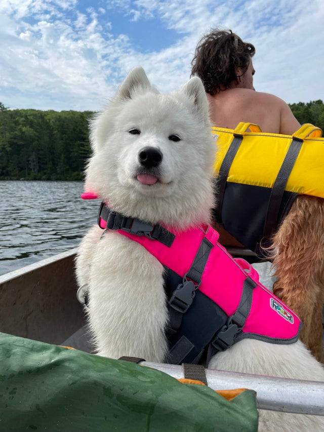 Eira went camping! We went kayaking, canoeing, hiking, and she did it all off-leash. I’m so proud of her