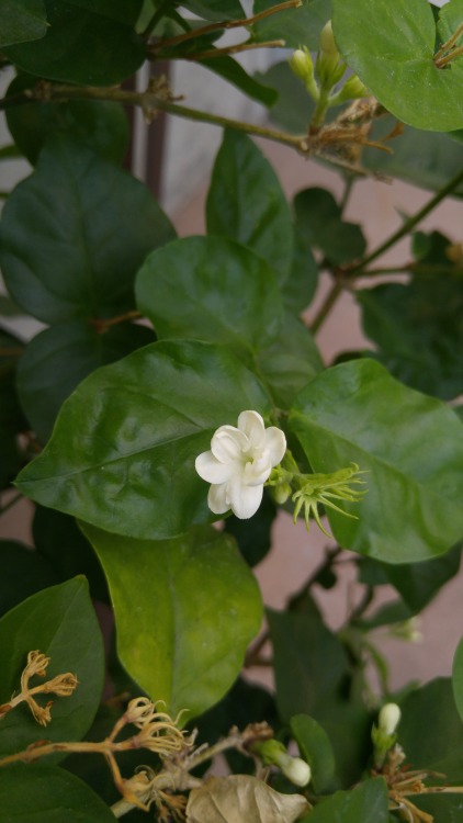 Jasminum sambac is in the olive family Oleaceae. Commonly known as Arabian jasmine, it is native to 