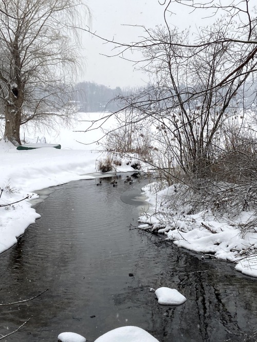 Winter WalkDecember 20, 2020Ridgefield, CT 