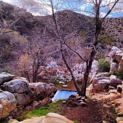 ayearofdeepcreek:  #Repost @stevengene524 ・・・ Found a hot spring paradise. Yes! This will become a regular place for me.  —  edit: Posting images today of the tree that was toppled by the wind a few weeks ago at the springs. The tree looks