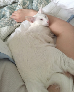 kittenfossils: pangur-and-grim:   pangur-and-grim:  boyfriendofficial:  pangur-and-grim:  an incomplete list of PANGUR SINS: sat on my mother’s lap &amp; then bit her, curled up beside Marmaduke &amp; then bit him, accepted a kiss from Grim &amp; then