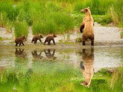 libutron:  Brown Bear and Cubs (Ursus arctos) - Anchorage, Alaska | ©Qambar Ali