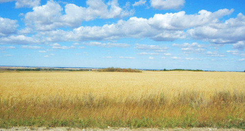 lalestrarossa:September in Saskatchewan (di My Sweet Prairie - Monika Kinner)