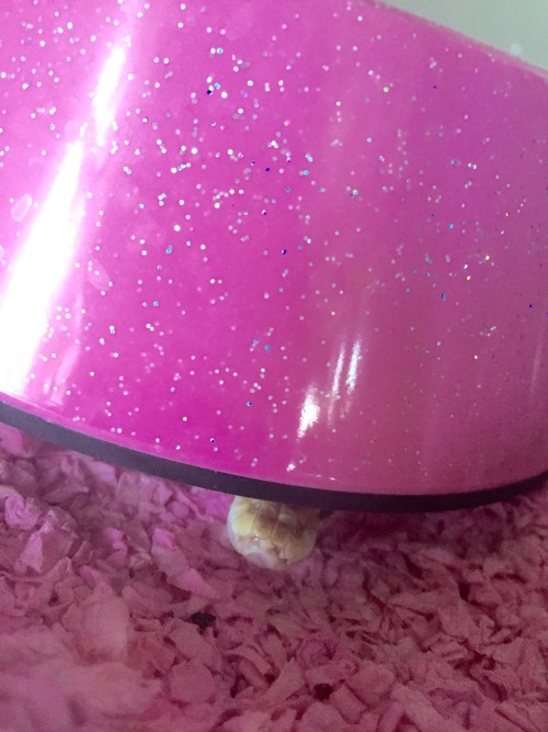 mothbug:he peep