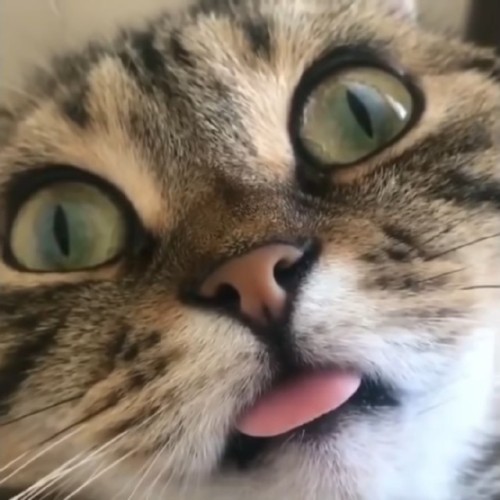 catsuggest:  When treat time