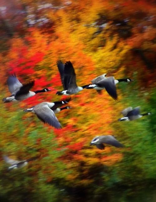 Porn photo Migratory mindset (Canada Geese)