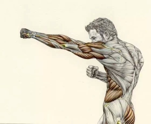 todayinmykarate:The jab.