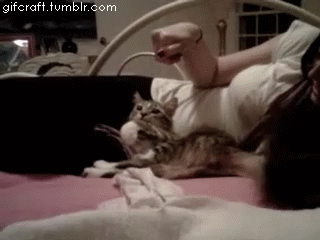 gifcraft:  Cat Copies Girl’s Hand