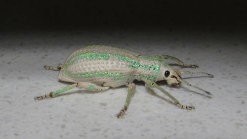 onenicebugperday: Weevil, Compsus viridivittatus, Colombia Photo 1 by sebastianberrio, photos 2-5 by