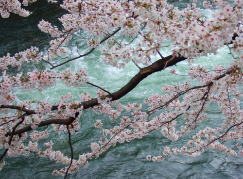 kvnai:  Kyoto Sakura by   S EhlersA rushing river behind a blooming cherry tree. Taken in Shijo, Kyoto, Japan.