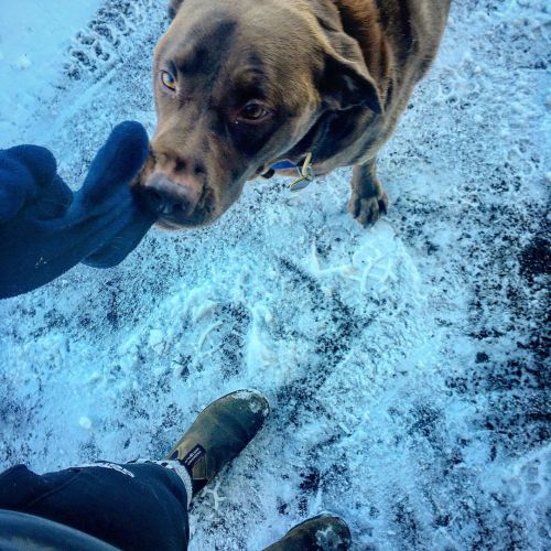 « Come play! » ❄️#winterwonderland #snow #dog #doglovers #winterspirit #blundstone #labrador #choc