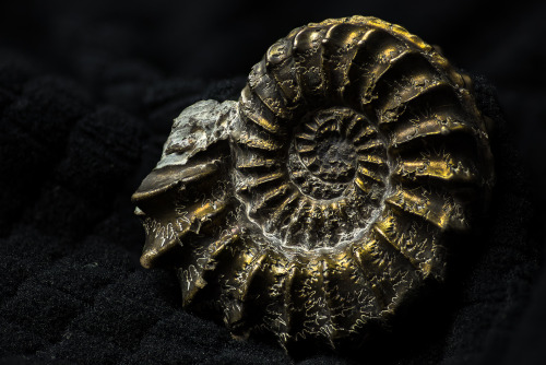 lobo-de-luna:Pyritized ammonite from Sedna90377