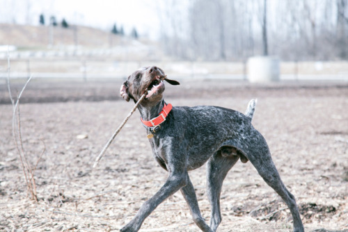 bird dog, hank https://www.instagram.com/easanti/