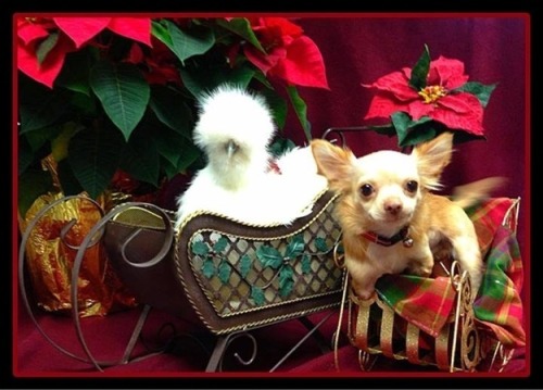 sad-herbivore:  In case you’re having a bad day, meet Roo, the two-legged chihuahua, and Penny, the fluffy chicken, who just happen to be best friends. Both were rescued by Duluth Animal Hospital and now spend their days together. 