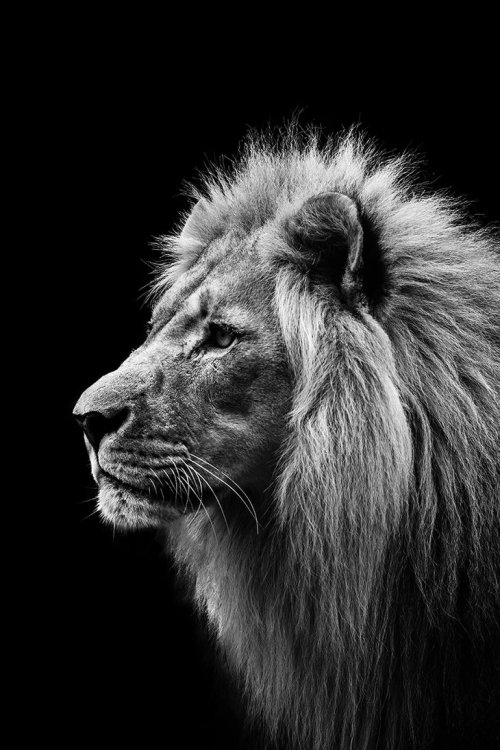 gorki-wildlife-photography: gorki-wildlife-photography.tumblr.com/ Lion | Nikkor 55 - 300&nbs