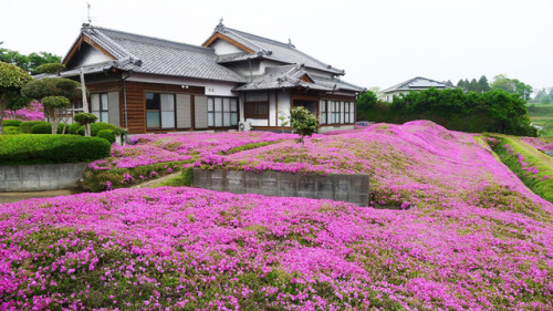 love:This loving husband spent two years planting thousands of flowers for his blind wife to smell. 