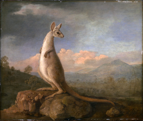 The Kongouro from New Holland (Kangaroo), George Stubbs, 1772