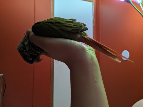 She Hang
