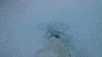 srsfunny:  My bunny digs it when it snows…http://srsfunny.tumblr.com/  SQUEEEEEEEEEEEEEEEEE!