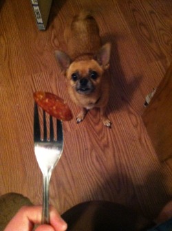 durbikins:  durbikins:  get 50 notes on this post and I’ll give the dog a pepperoni    