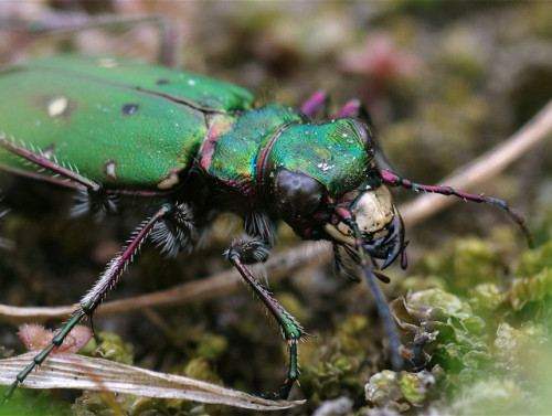 After taking some nice photos of Japanese tiger beetles in Kyoto last year, I’ve been keen to 