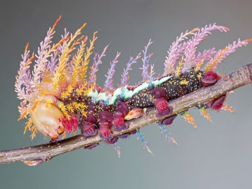 coolthingoftheday:Caterpillar of the Saturniidae moth.Caterpillar of the month!